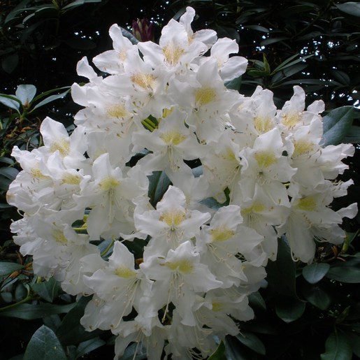 White rhododendron deals