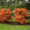 Azalea (deciduous) 'Gibraltar' - Image 2