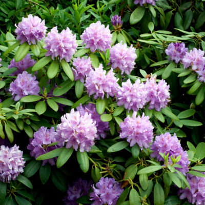 Rhododendron catawbiense | Kiefer Nursery: Trees, Shrubs, Perennials