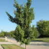 Ginkgo biloba 'Fairmont' - Image 2