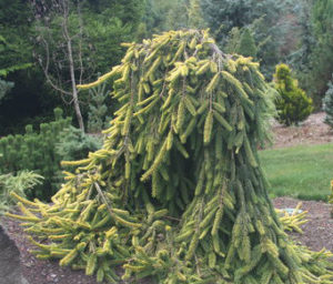 Picea abies ‘Gold Drift’ | Kiefer Nursery: Trees, Shrubs, Perennials