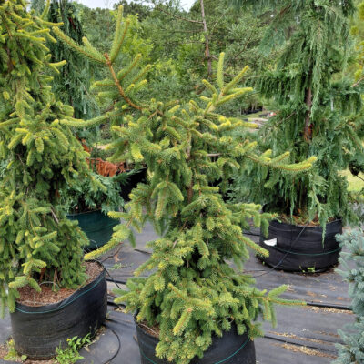 Picea abies 'Gold Drift'