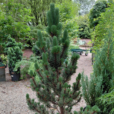 Pinus thunbergii 'Kotobuki'