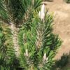 Pinus thunbergii 'Kotobuki'