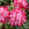 Rhododendron  'President Roosevelt'
