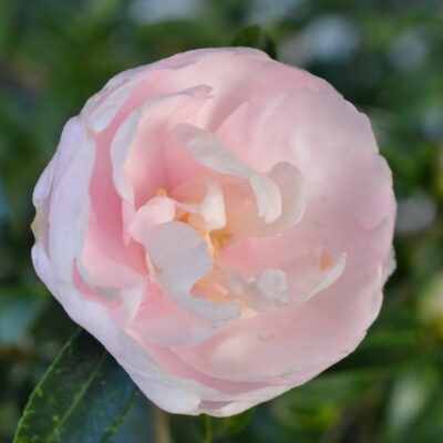 Camellia sasanqua 'Autumn Sentinel'