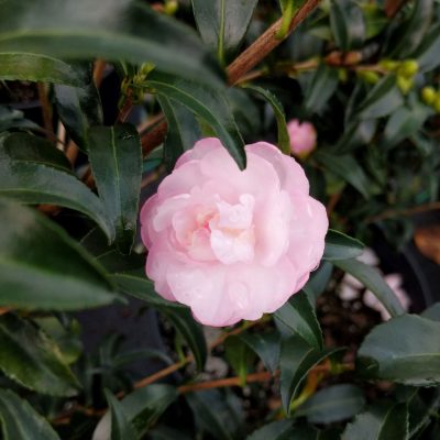 Camellia sasanqua 'Autumn Sentinel'