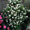 Camellia japonica 'Brushfield's Yellow' - Image 2
