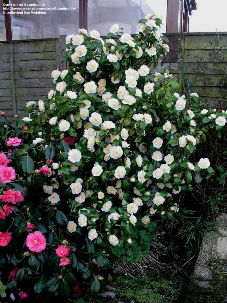 Camellia japonica ‘Brushfield’s Yellow’ Kiefer Nursery Trees, Shrubs