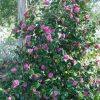 Camellia japonica 'Jerry Hill' - Image 2