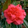 Camellia japonica 'Little Slam'