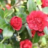 Camellia japonica 'Little Slam' - Image 2
