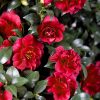 Camellia sasanqua 'Green 02-003' October Magic® Ruby™