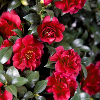 Camellia sasanqua 'Green 02-003' October Magic® Ruby™