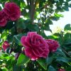 Camellia sasanqua 'Purple Haze'
