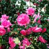Camellia sasanqua 'Purple Haze' - Image 2