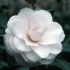 Camellia japonica 'Classic Pink'