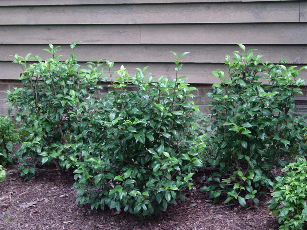 Camellia japonica ‘Classic Pink’ | Kiefer Nursery: Trees, Shrubs