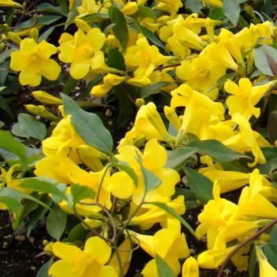 Gelsemium sempervirens ‘Margarita’ | Kiefer Nursery: Trees, Shrubs ...