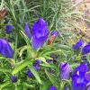 Gentiana 'True Blue'