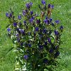 Gentiana 'True Blue' - Image 2