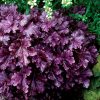 Heuchera 'Forever Purple'