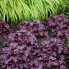 Heuchera 'Forever Purple' - Image 2
