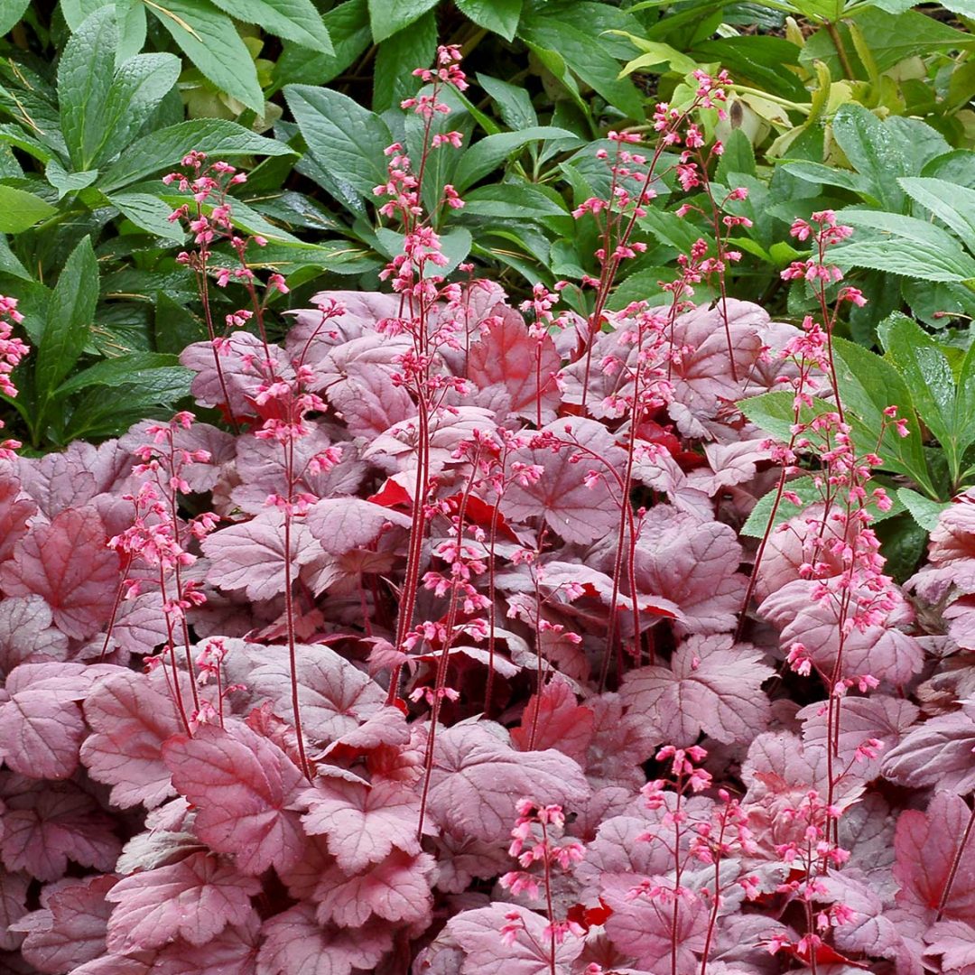 Heuchera ‘Grape Soda’ | Kiefer Nursery: Trees, Shrubs, Perennials