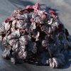 Heucherella  'Onyx'