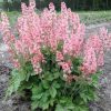 Heucherella 'Pink Revolution'