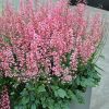 Heucherella 'Pink Revolution' - Image 2