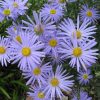 Kalimeris incisa 'Blue Star'