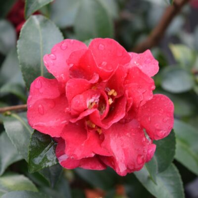 Camellia sasanqua 'Green 02-003' October Magic® Ruby™