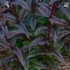 Penstemon 'Blackbeard' - Image 2