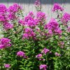 Phlox paniculata 'Robert Poore' - Image 2