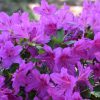 Azalea 'Congo'