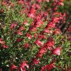 Salvia hybrida 'Novasalred' (Arctic Blaze Red)