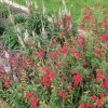 Salvia hybrida 'Novasalred' (Arctic Blaze Red) - Image 2