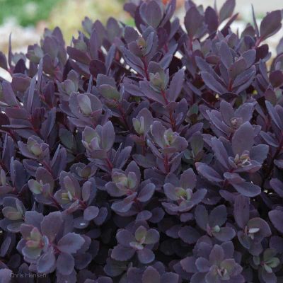 Sedum 'Plum Dazzled'