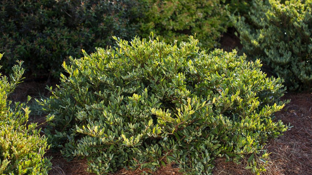 April Newsletter - The Shrub You've Never Heard Of, Rhododendrons ...