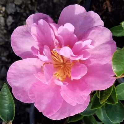 Camellia x 'Taylor's Perfection'