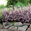 Heucherella  'Plum Cascade' - Image 2