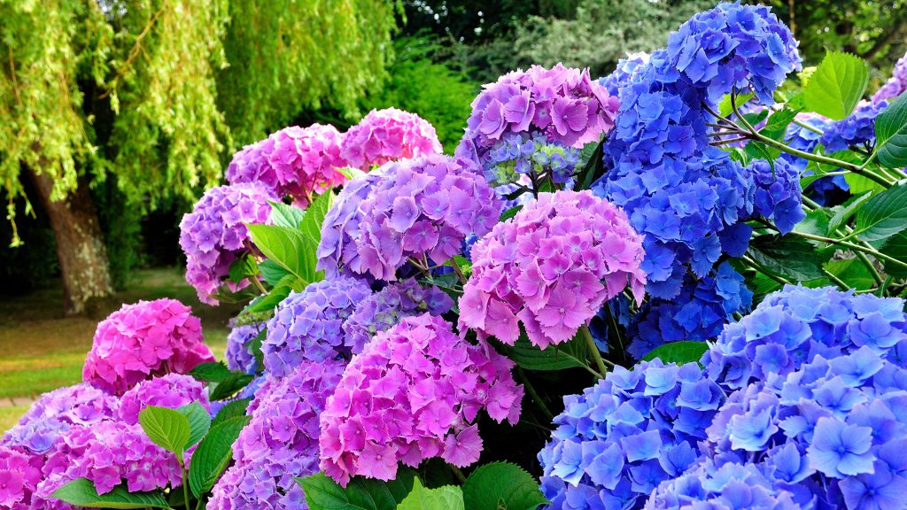 The Colors of May – Hydrangeas, Roses & Perennials | Kiefer Nursery ...