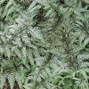 Athyrium niponicum var. pictum 'Metallicum'