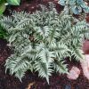 Athyrium niponicum var. pictum 'Metallicum' - Image 2