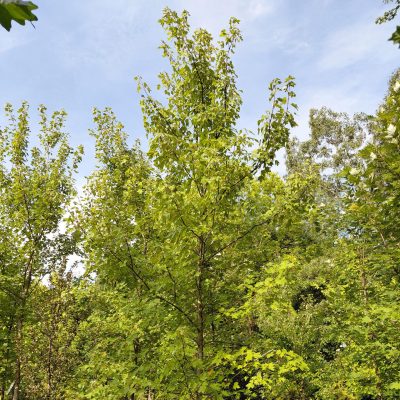Acer rubrum 'Somerset'