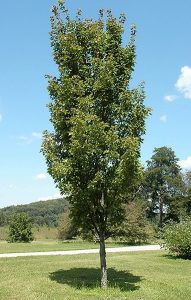 Acer rubrum ‘Red Rocket’ | Kiefer Nursery: Trees, Shrubs, Perennials