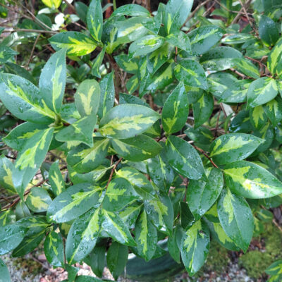 Camellia x williamsii 'Golden Spangles'