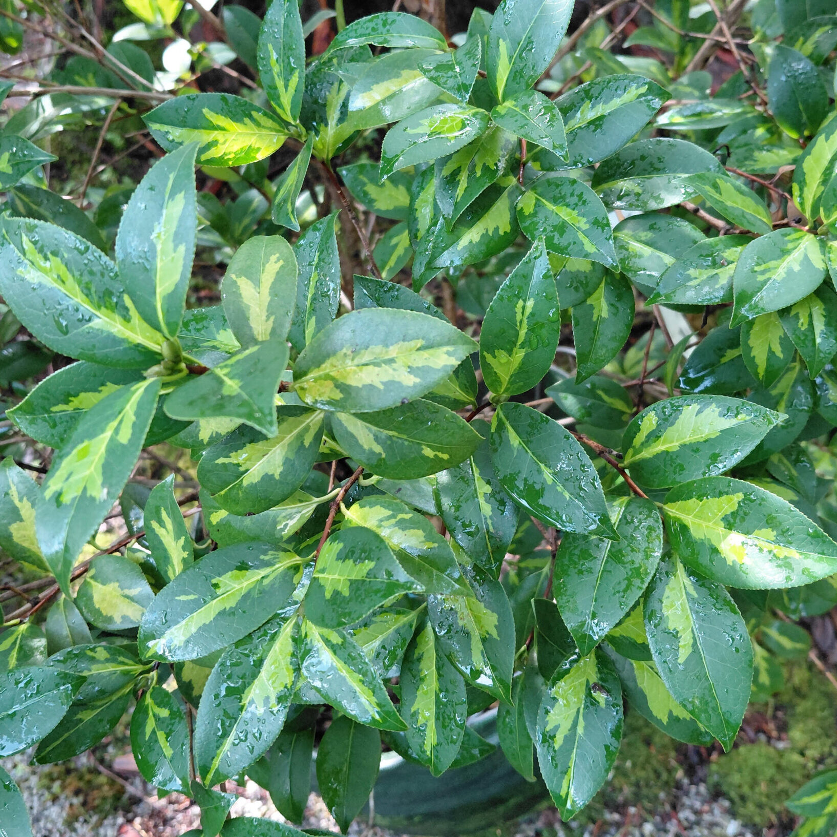 Camellia x williamsii 'Golden Spangles'