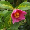 Camellia x williamsii 'Golden Spangles'
